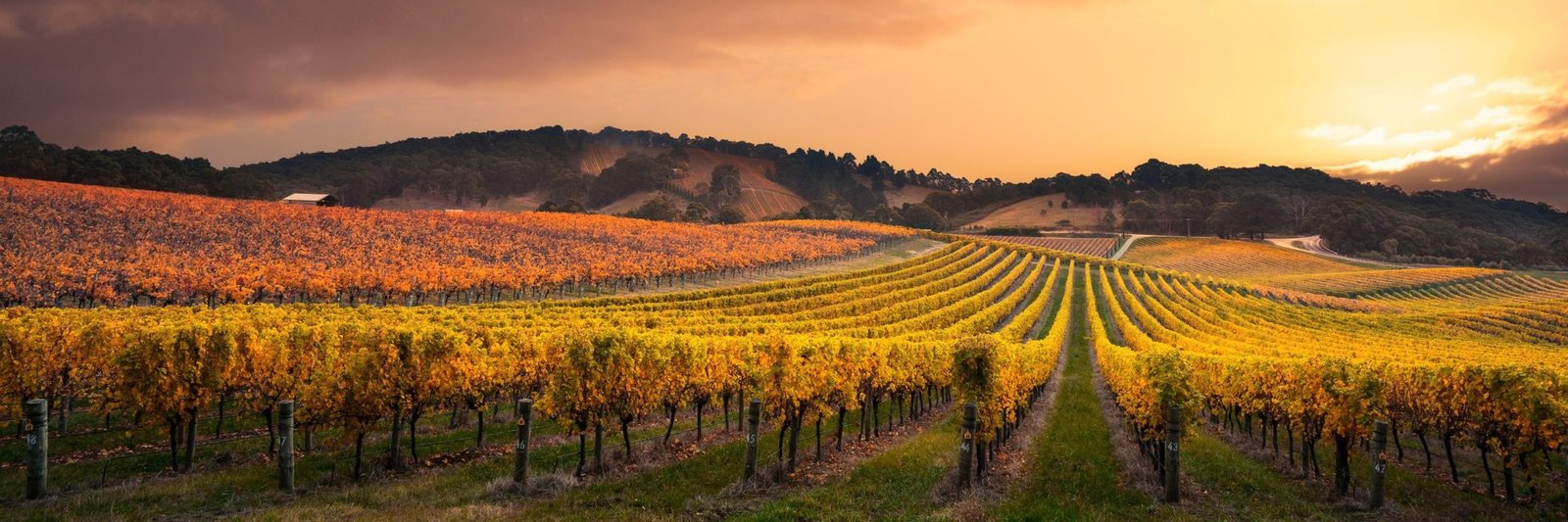Autumn vineyards at sunset